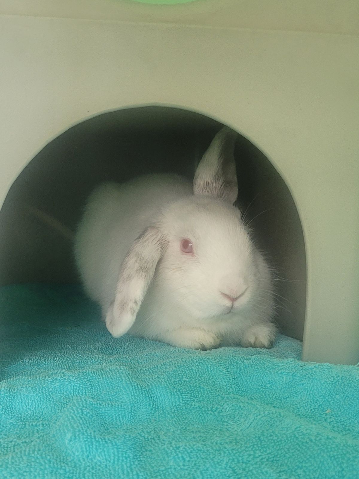 Gallery image: Colby