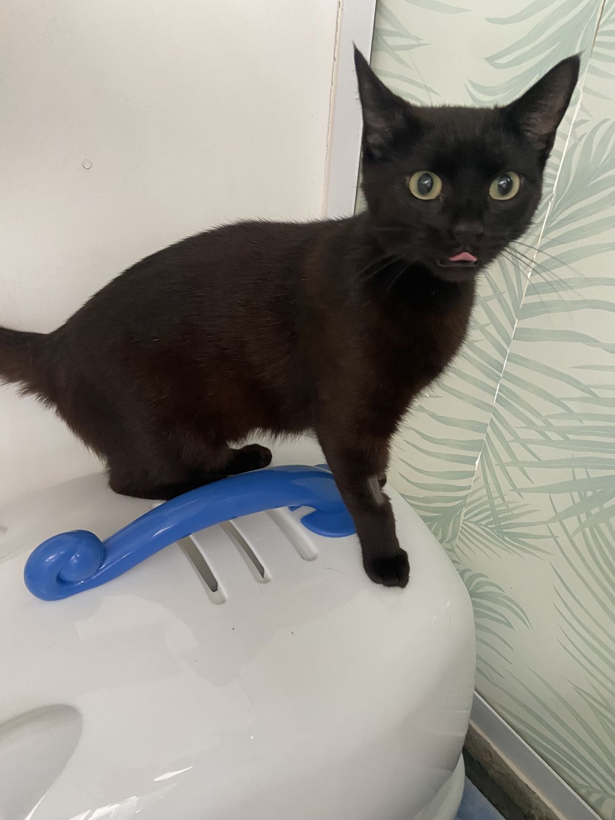 Gallery image: Haliya