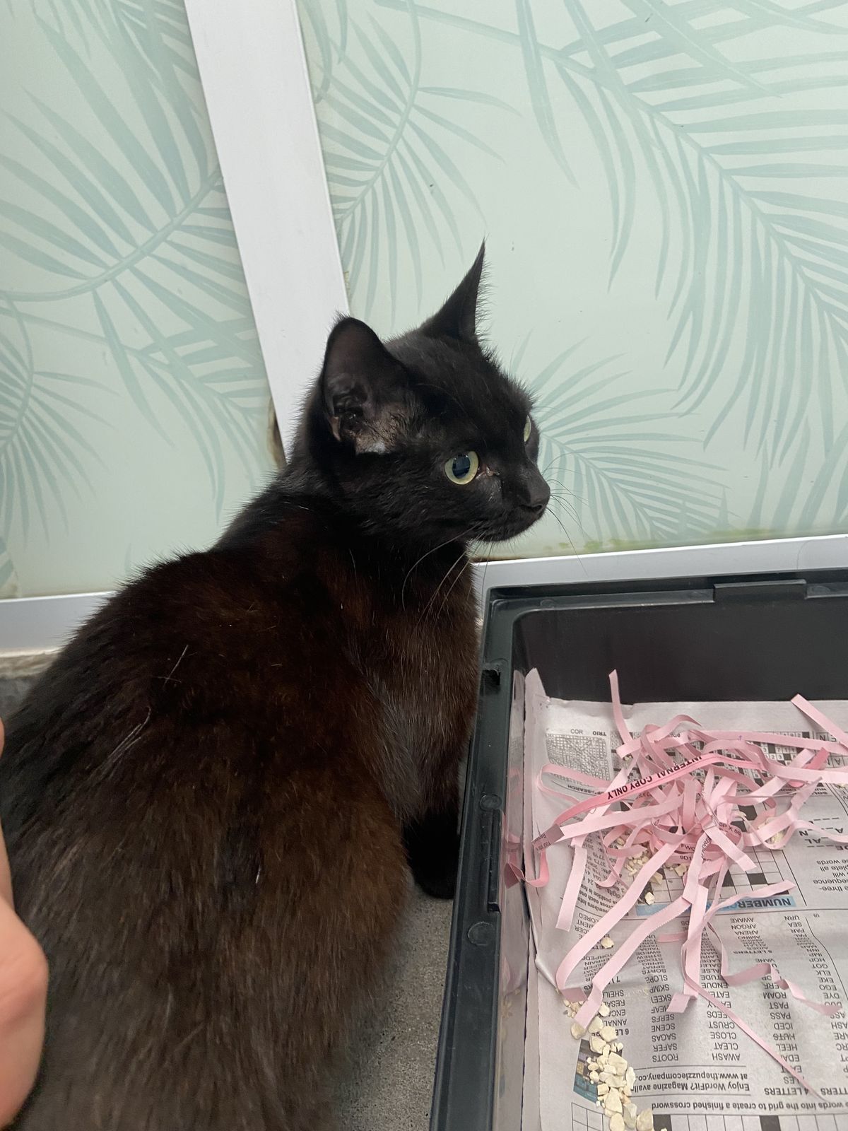 Gallery image: Haliya