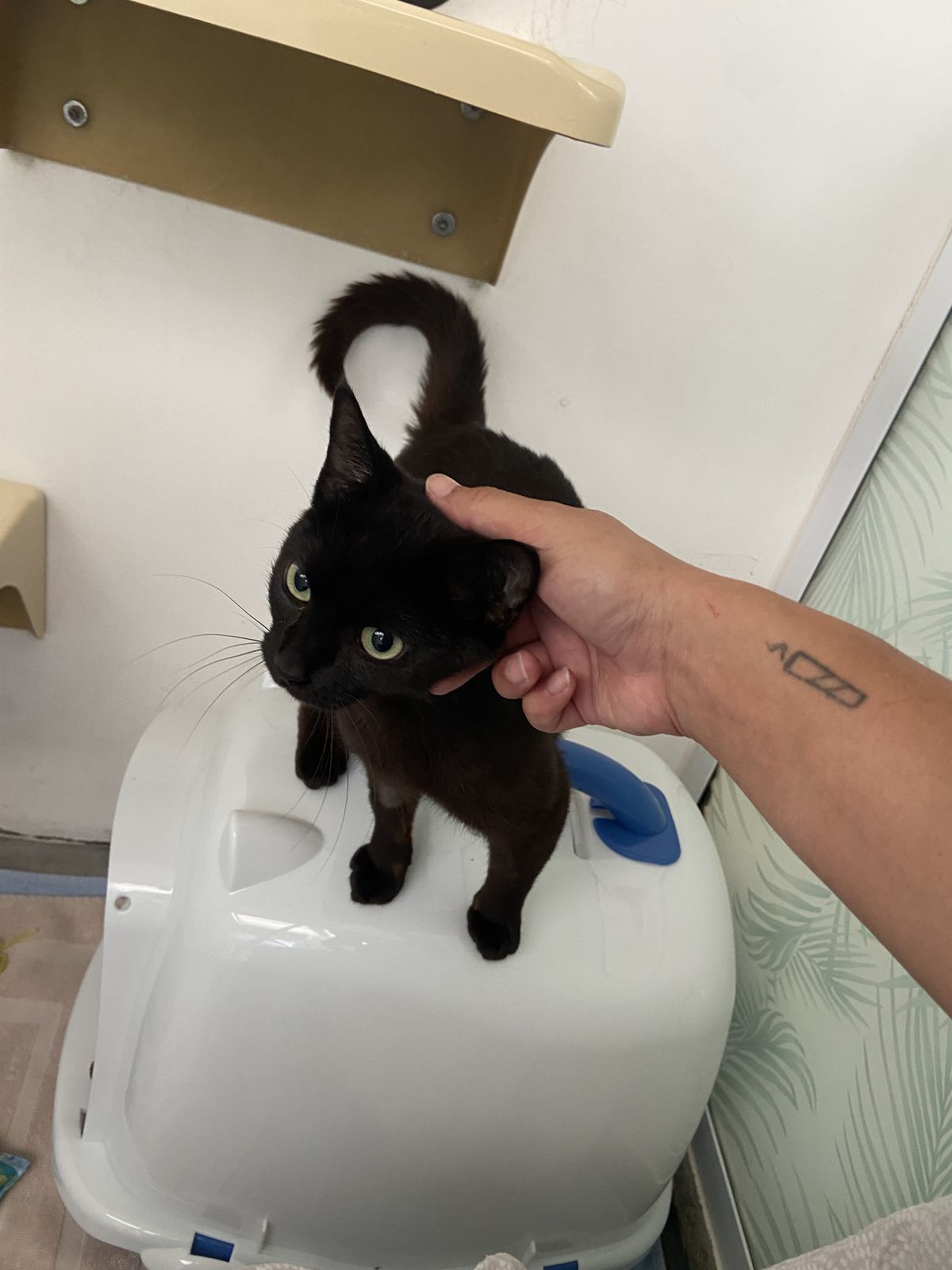 Gallery image: Haliya