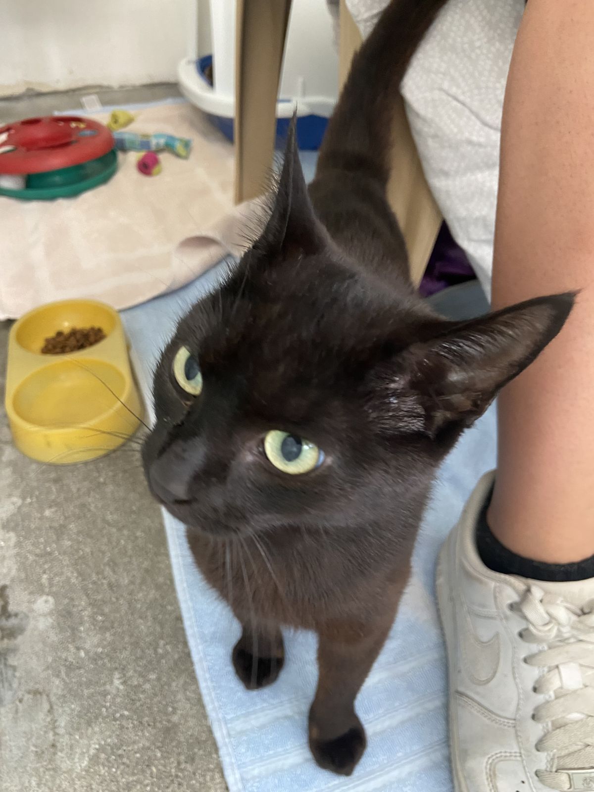 Gallery image: Haliya