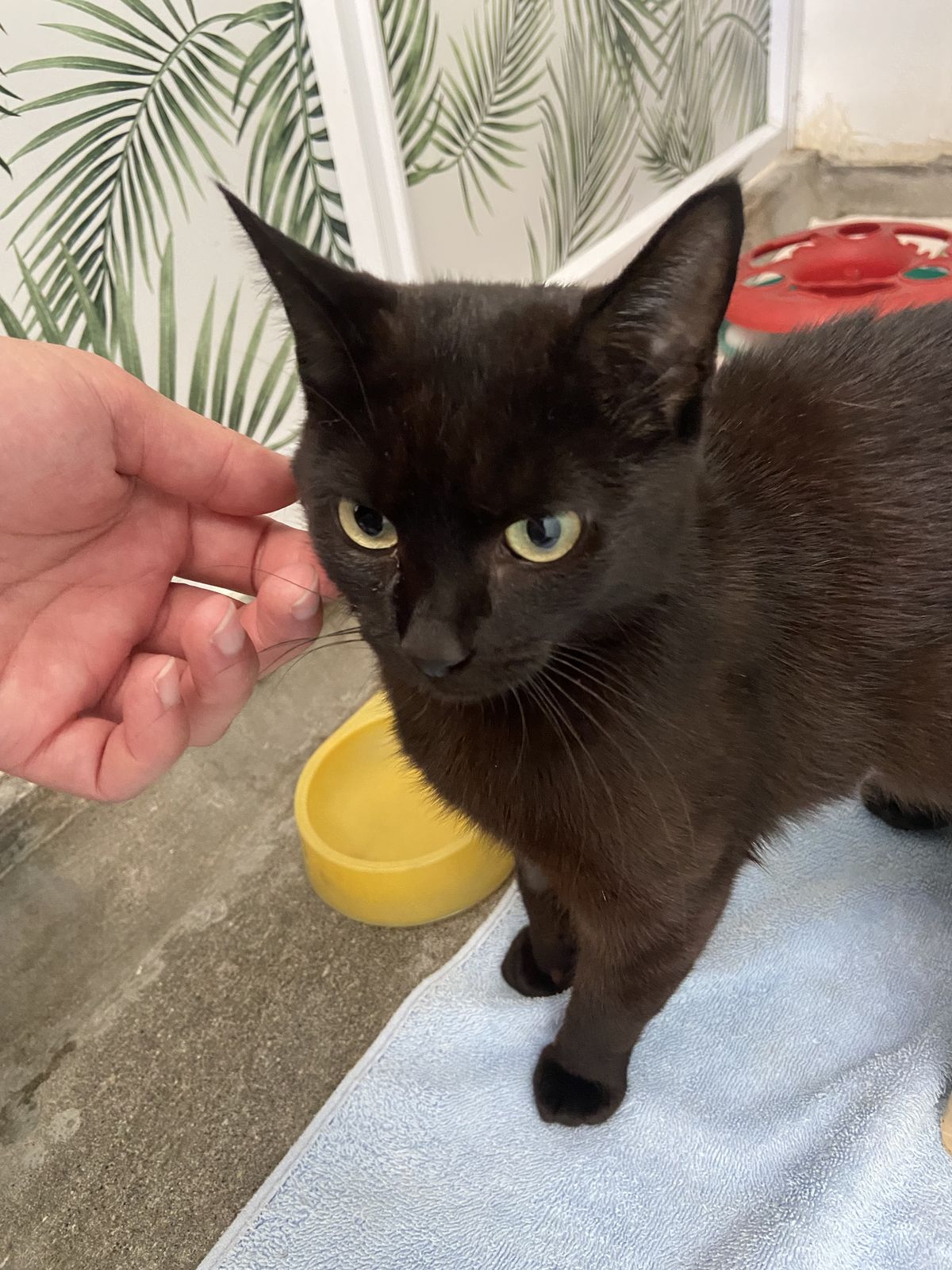 Gallery image: Haliya