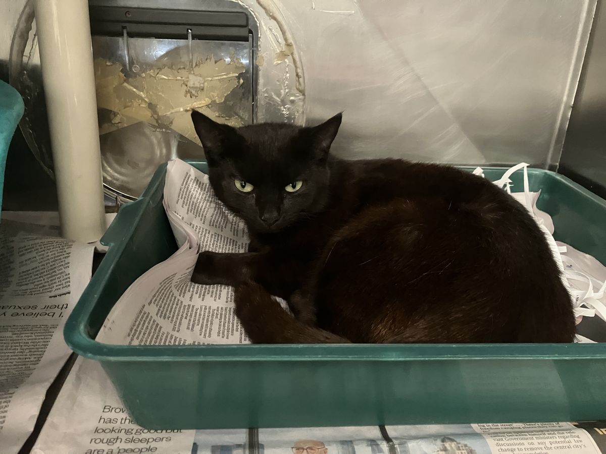 Gallery image: Haliya