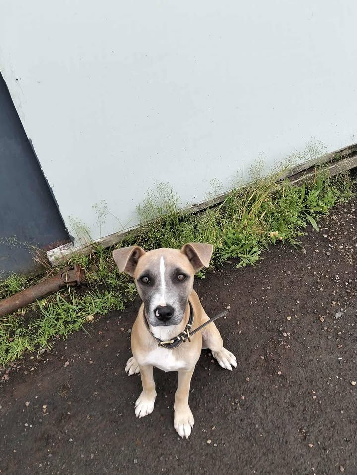 Gallery image: Ziggy