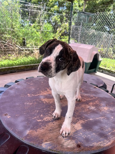 Tinsel - Medium Cross Breed