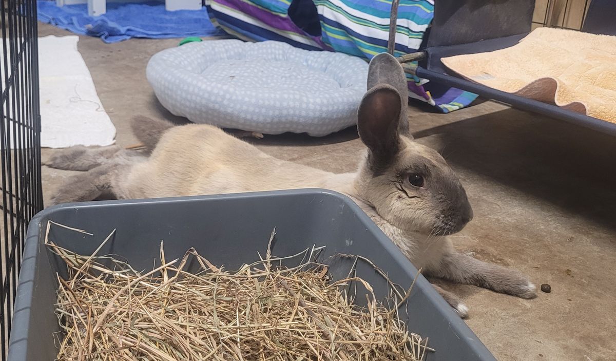 Gallery image: Bravo