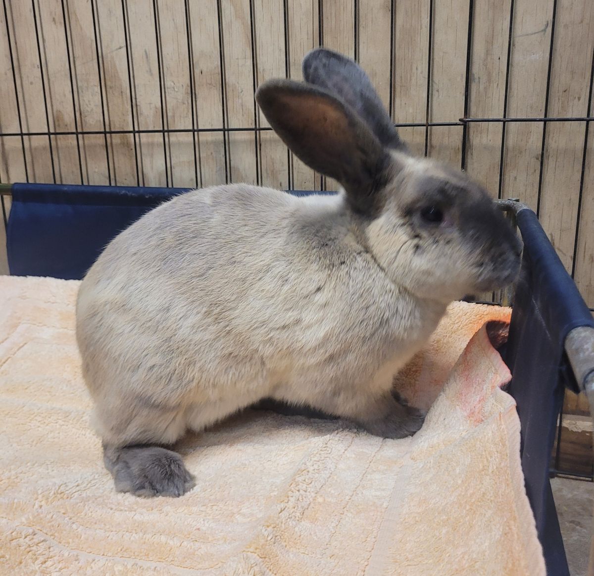 Gallery image: Bravo