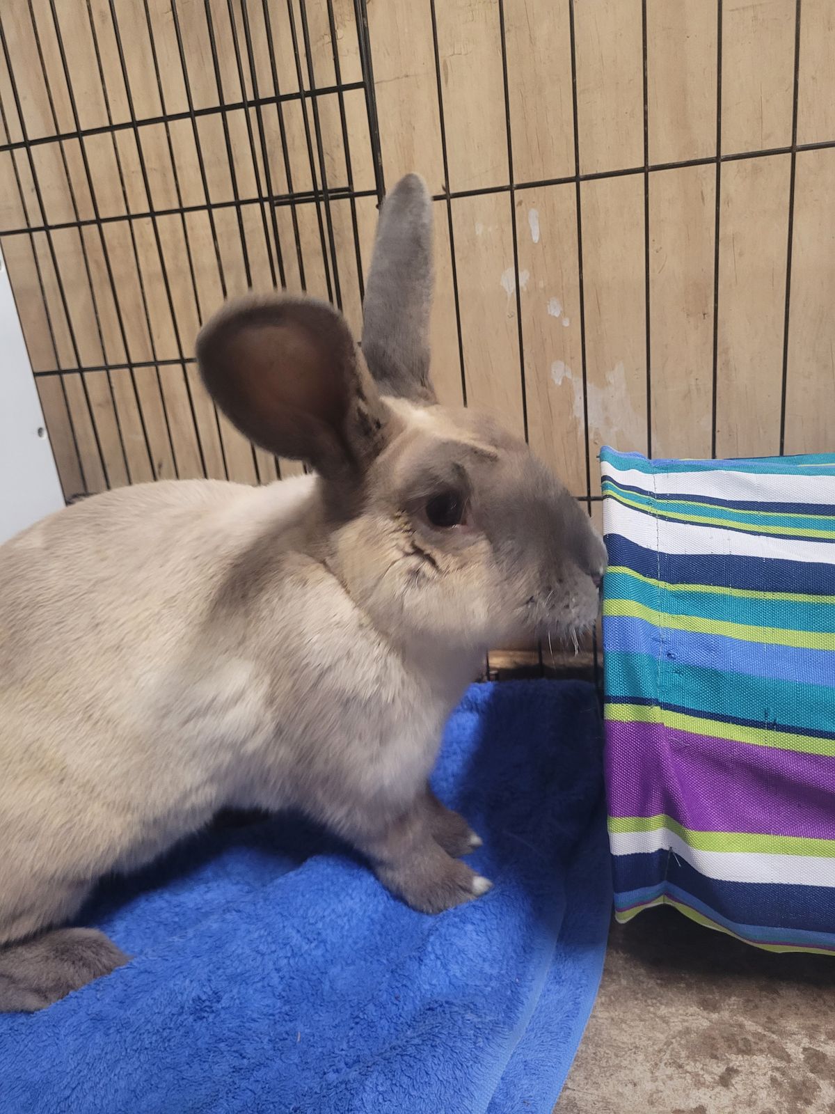 Gallery image: Bravo