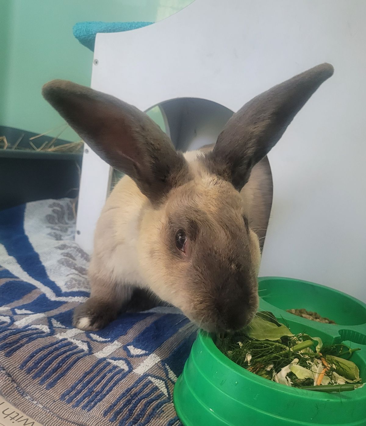 Gallery image: Bravo