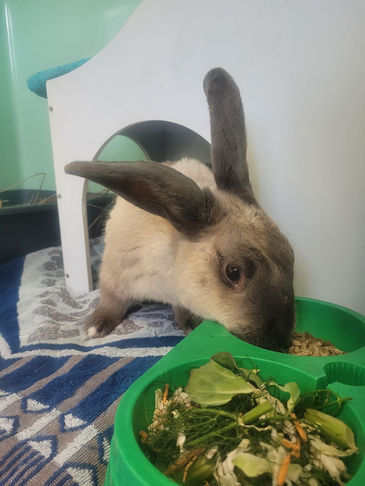 Gallery image: Bravo