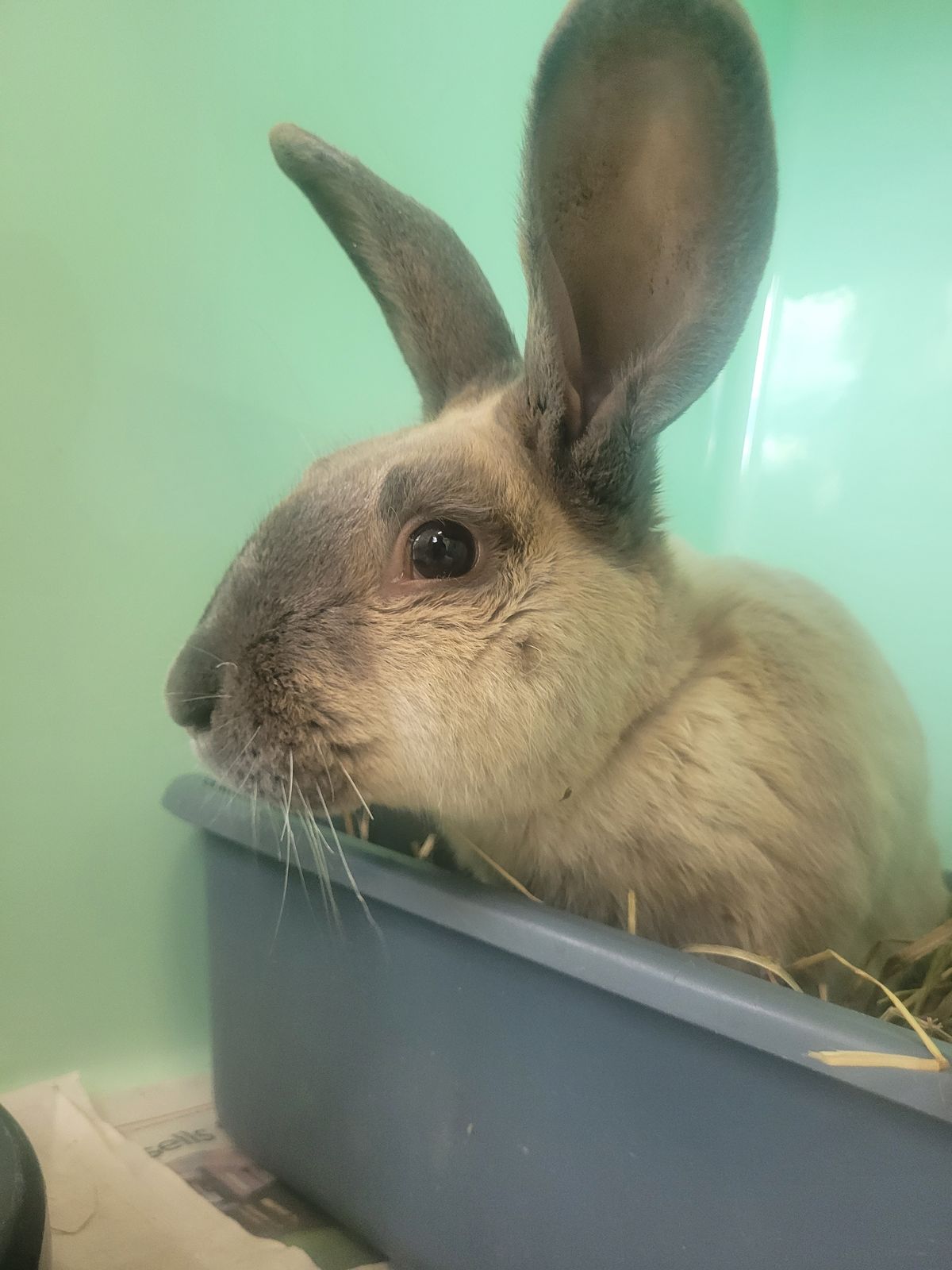 Gallery image: Bravo