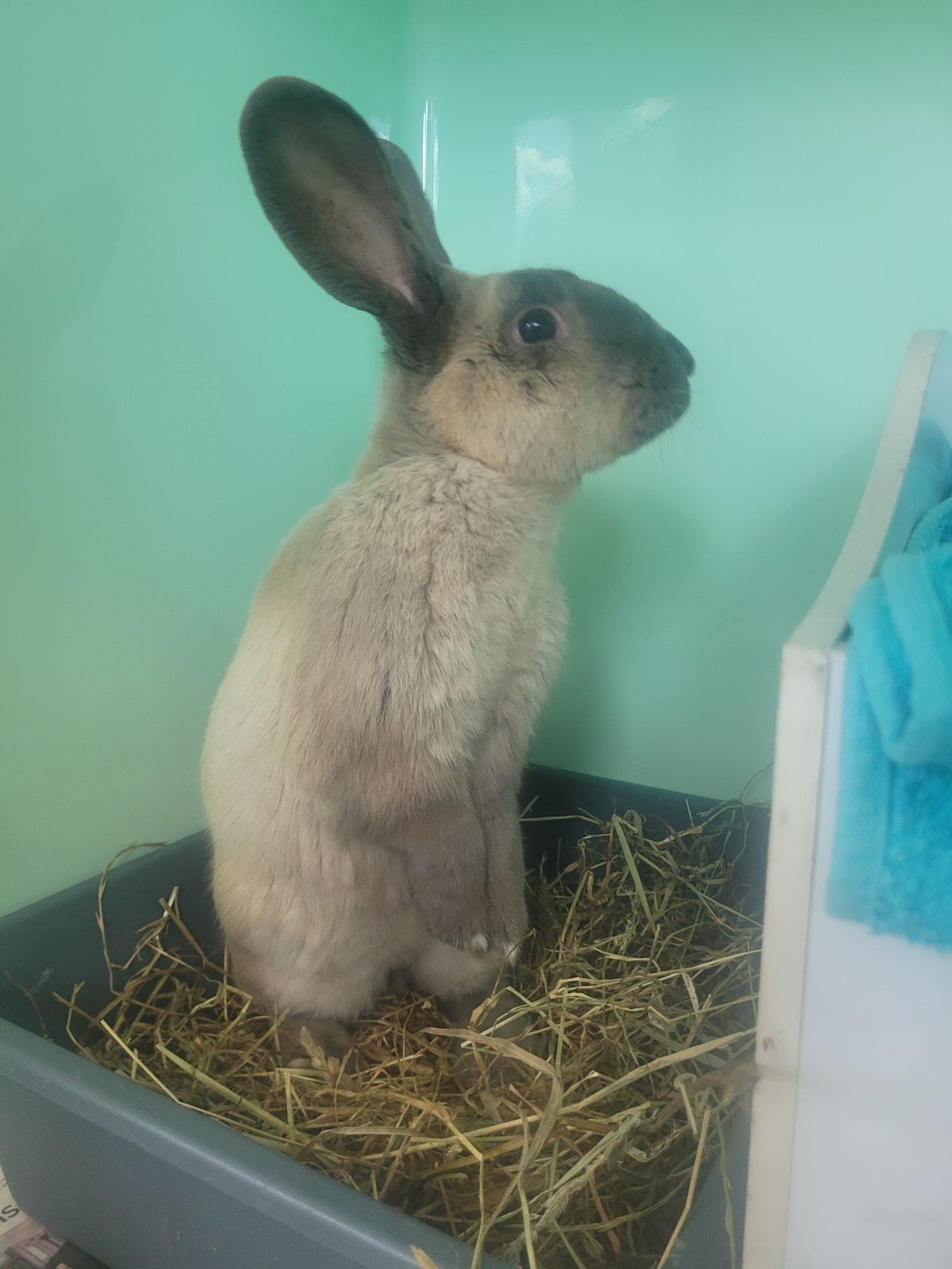 Gallery image: Bravo