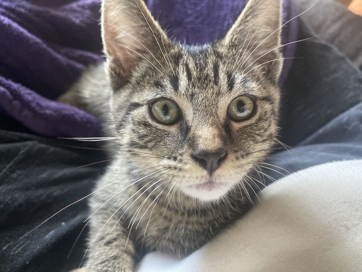 Gallery image: Merlin