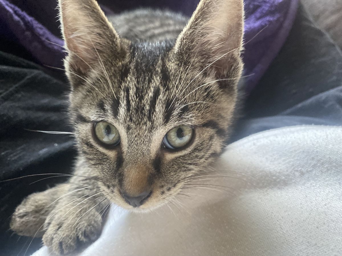 Gallery image: Merlin