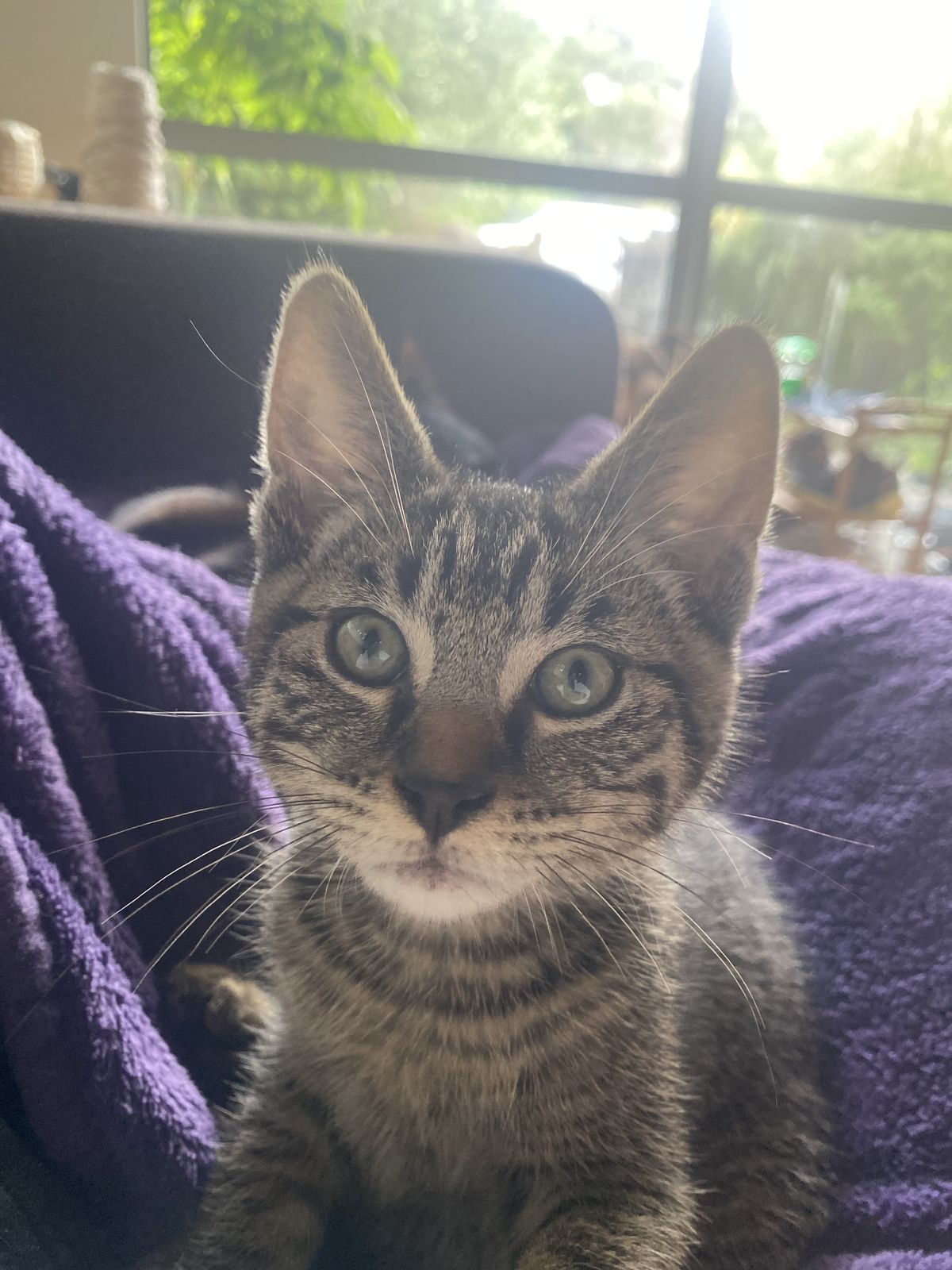 Gallery image: Merlin