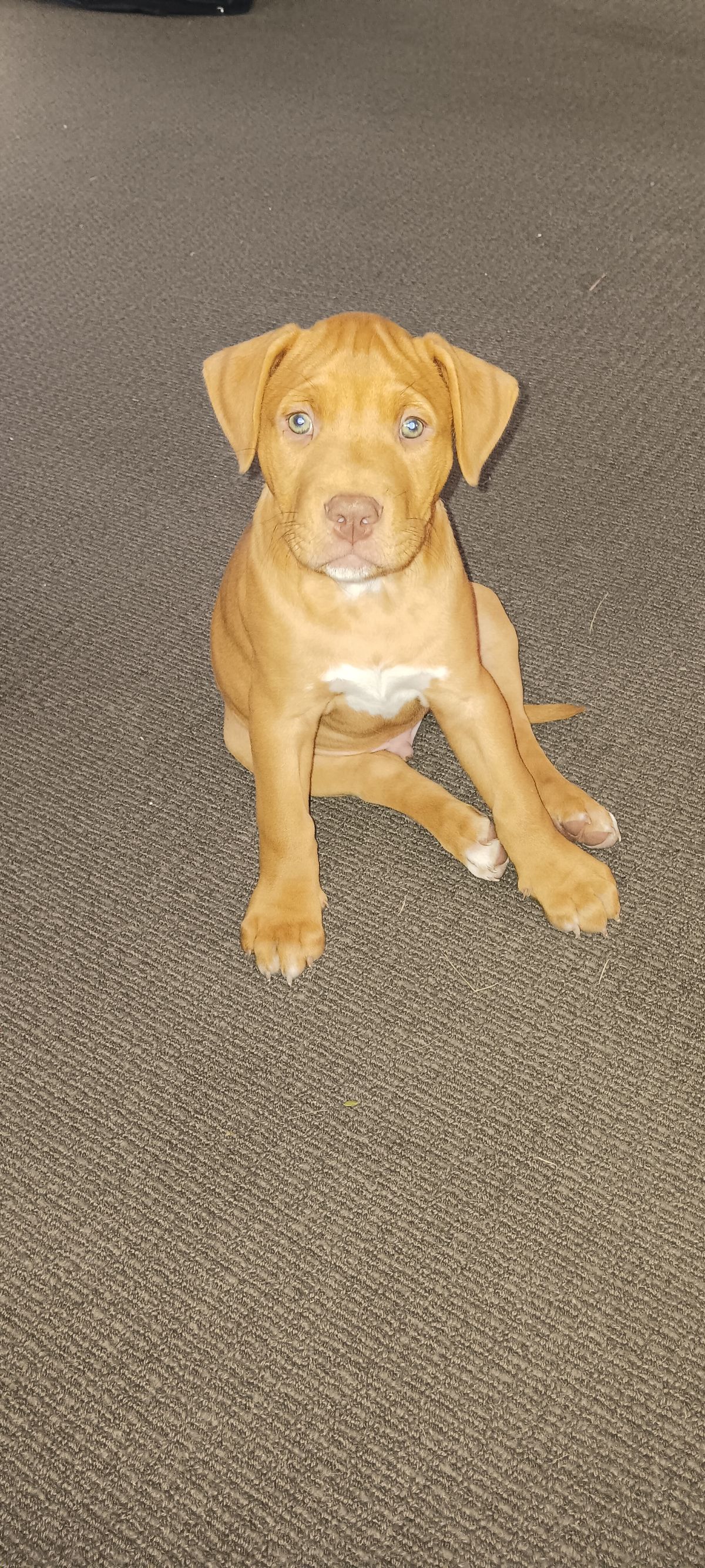 Gallery image: Ranger