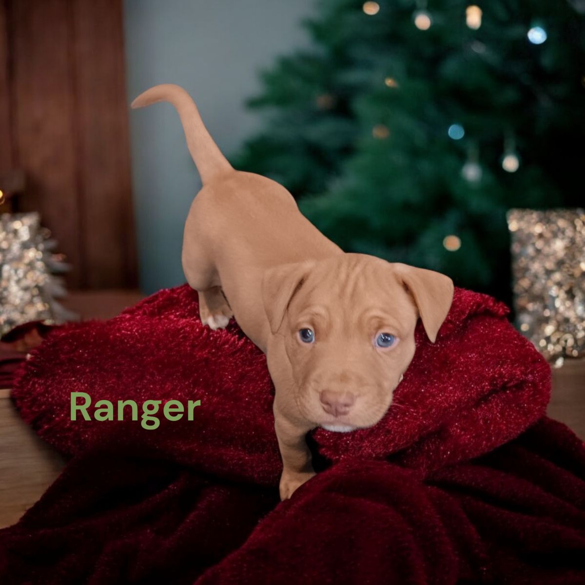 Gallery image: Ranger