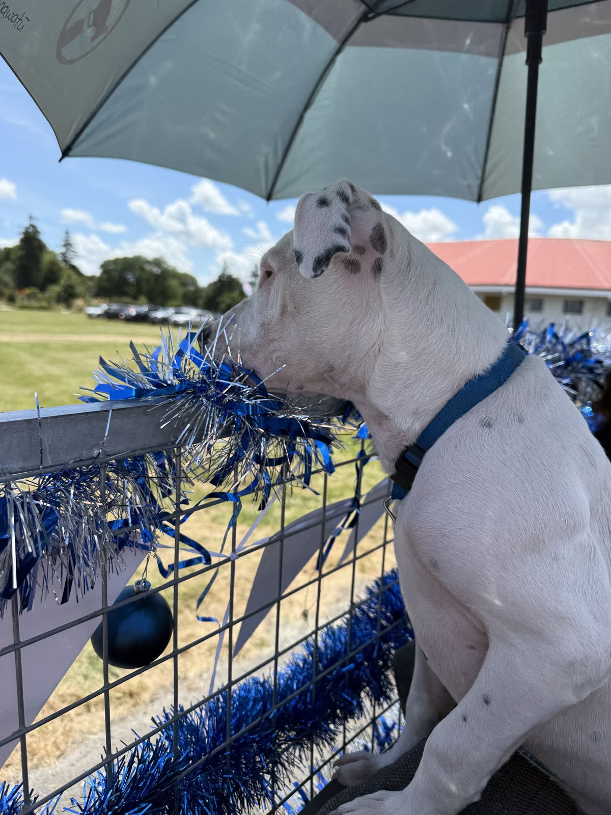 Gallery image: Benji