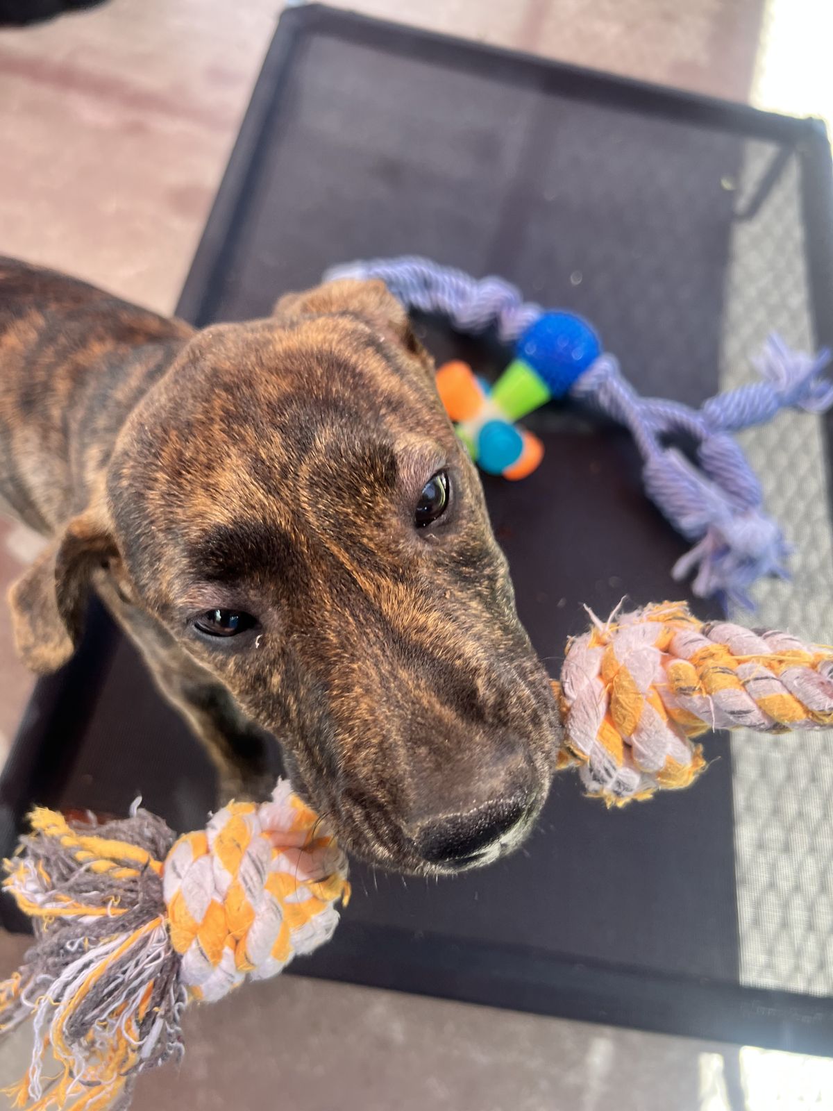 Gallery image: Holly