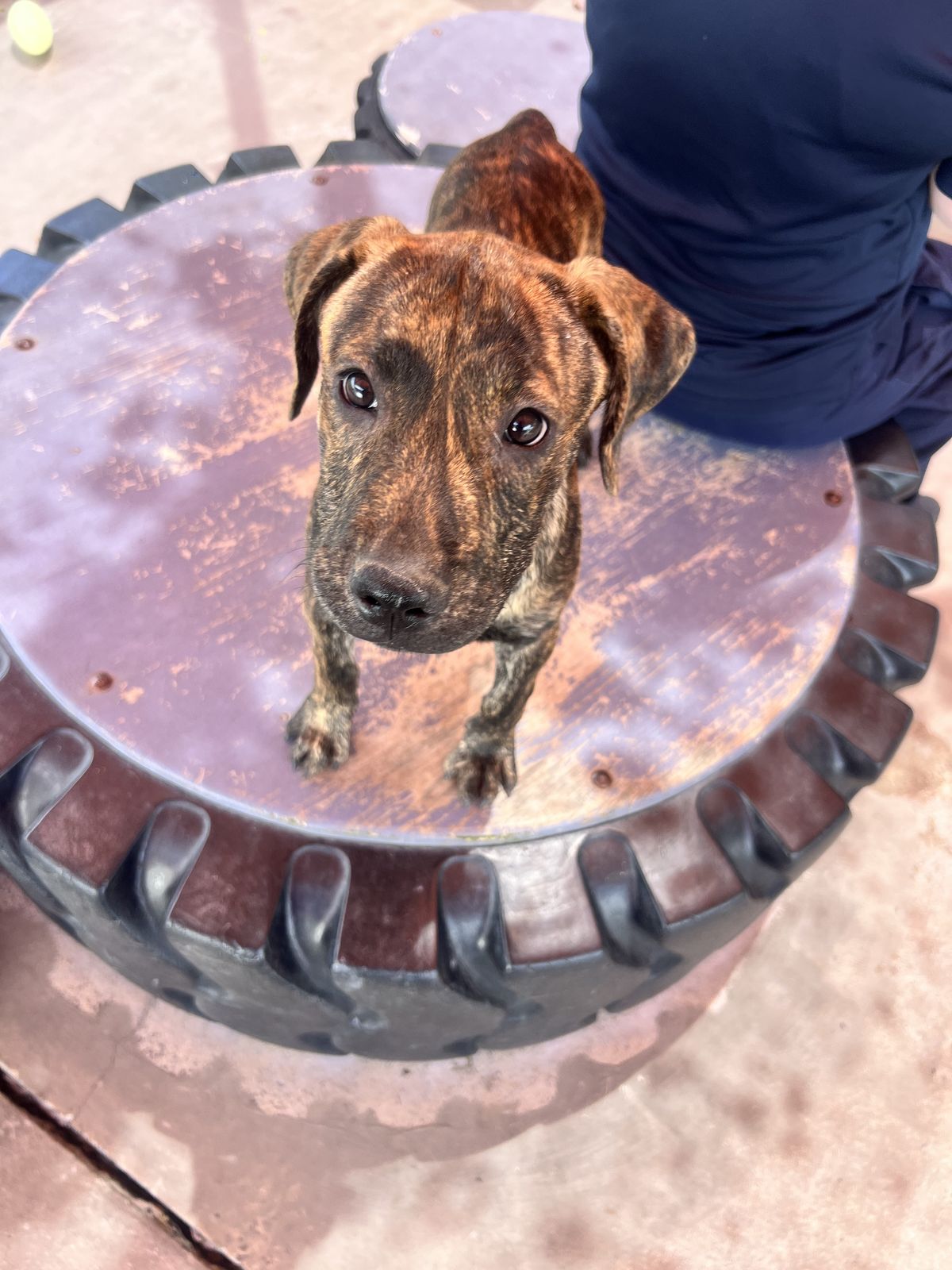 Gallery image: Holly