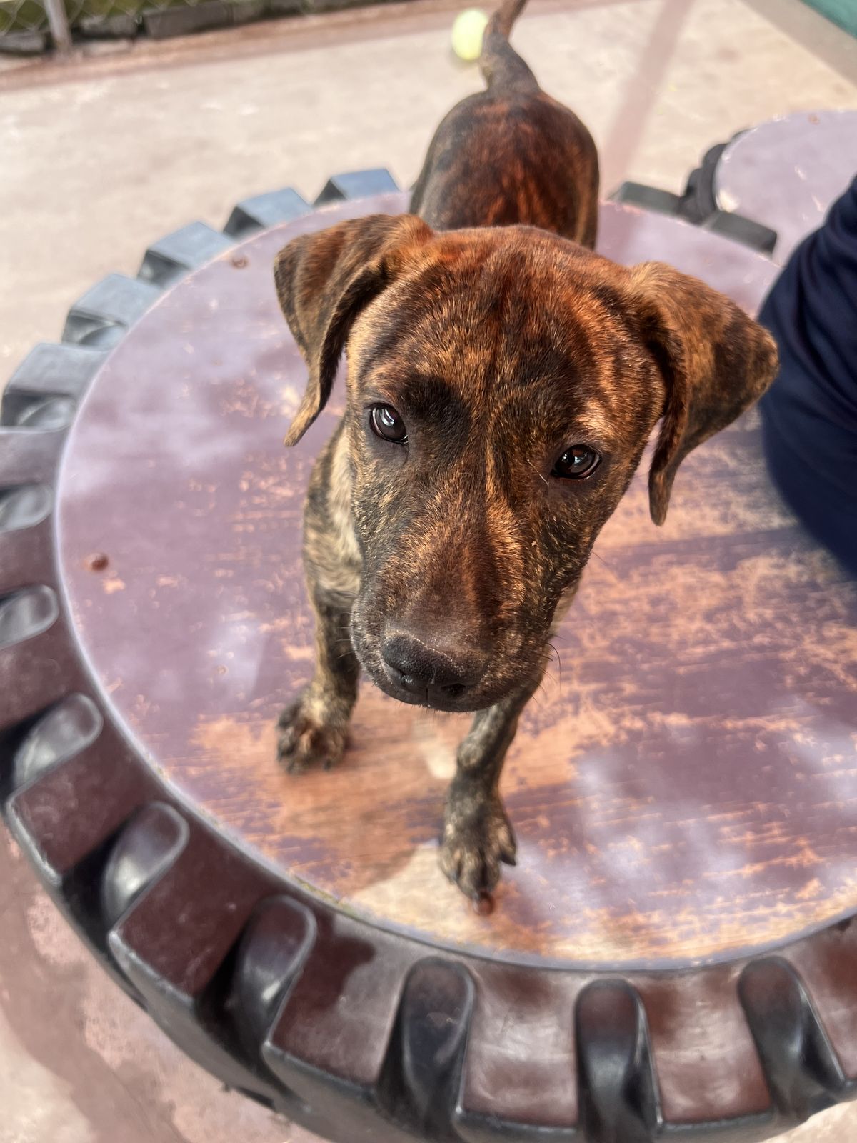 Gallery image: Holly