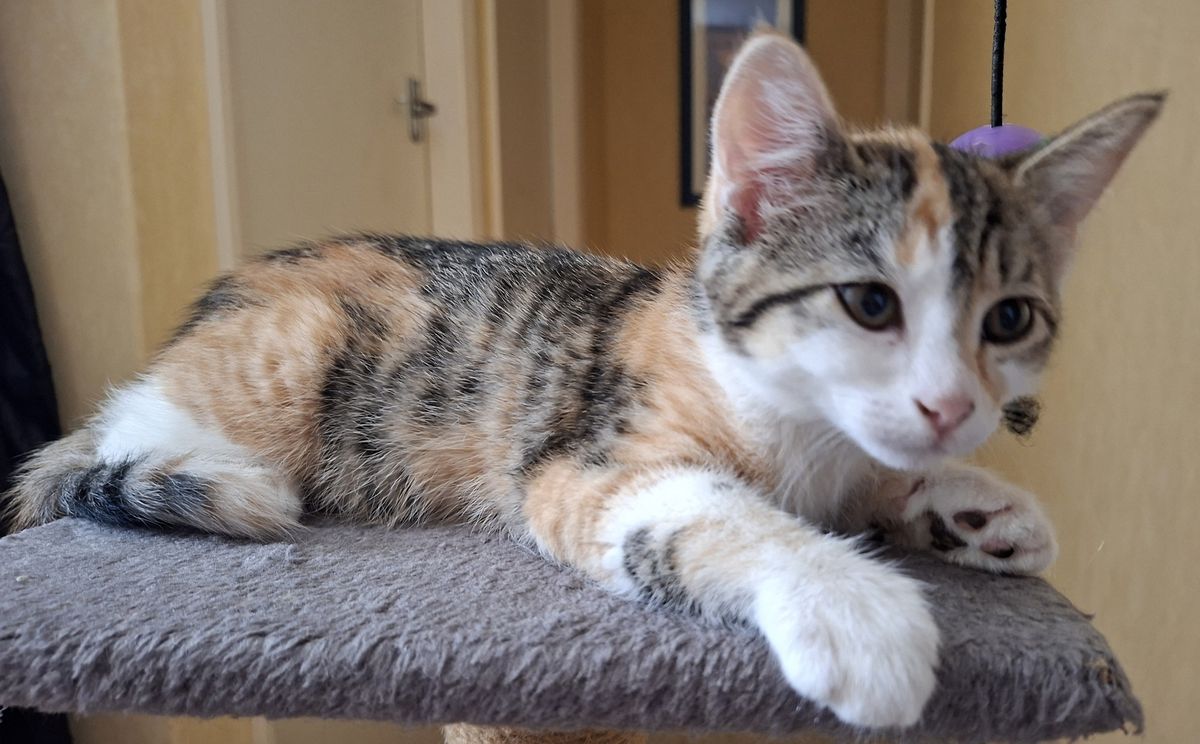 Gallery image: Pixie