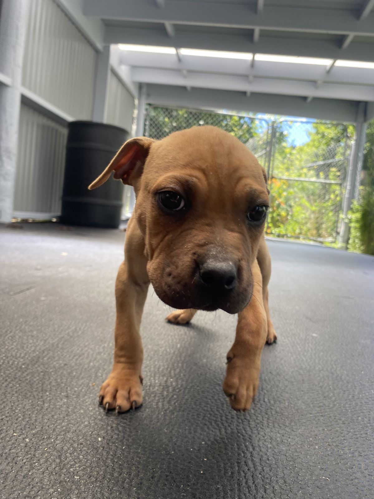 Gallery image: Oliver