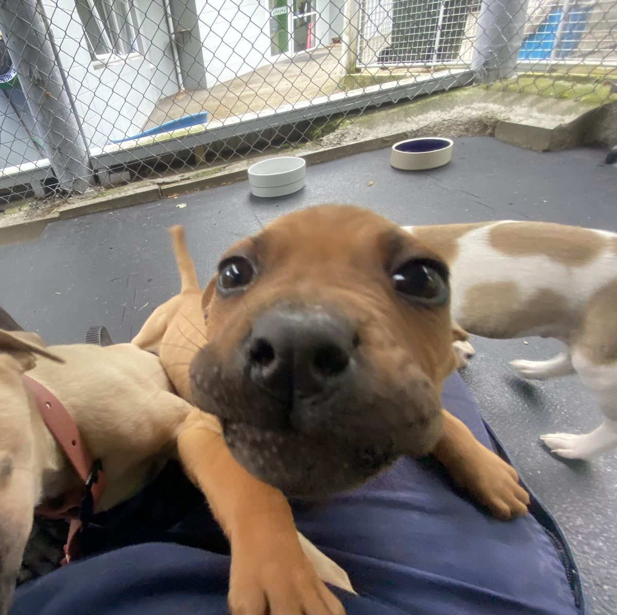 Gallery image: Oliver