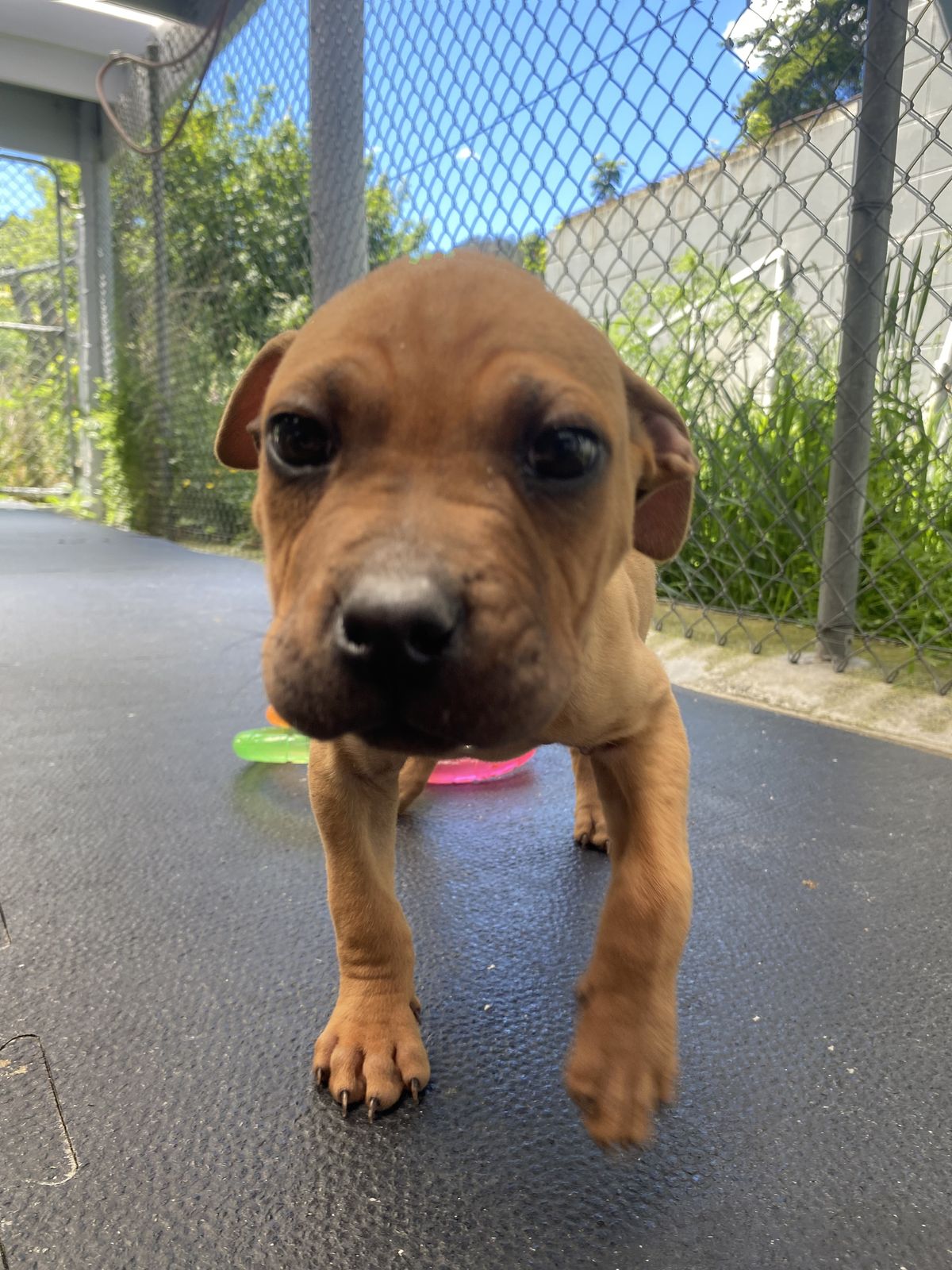 Gallery image: Oliver