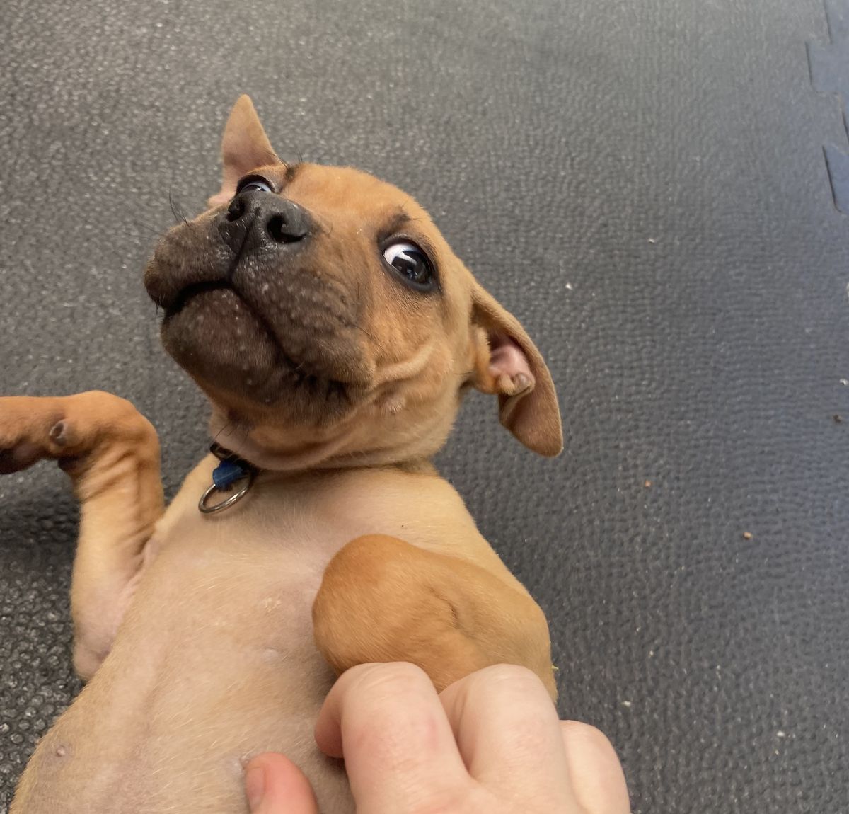 Gallery image: Oliver