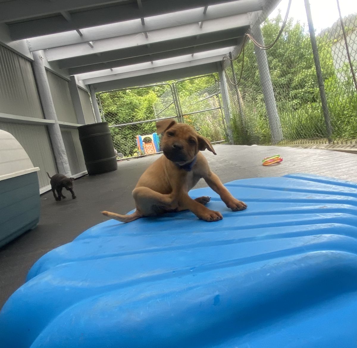 Gallery image: Oliver