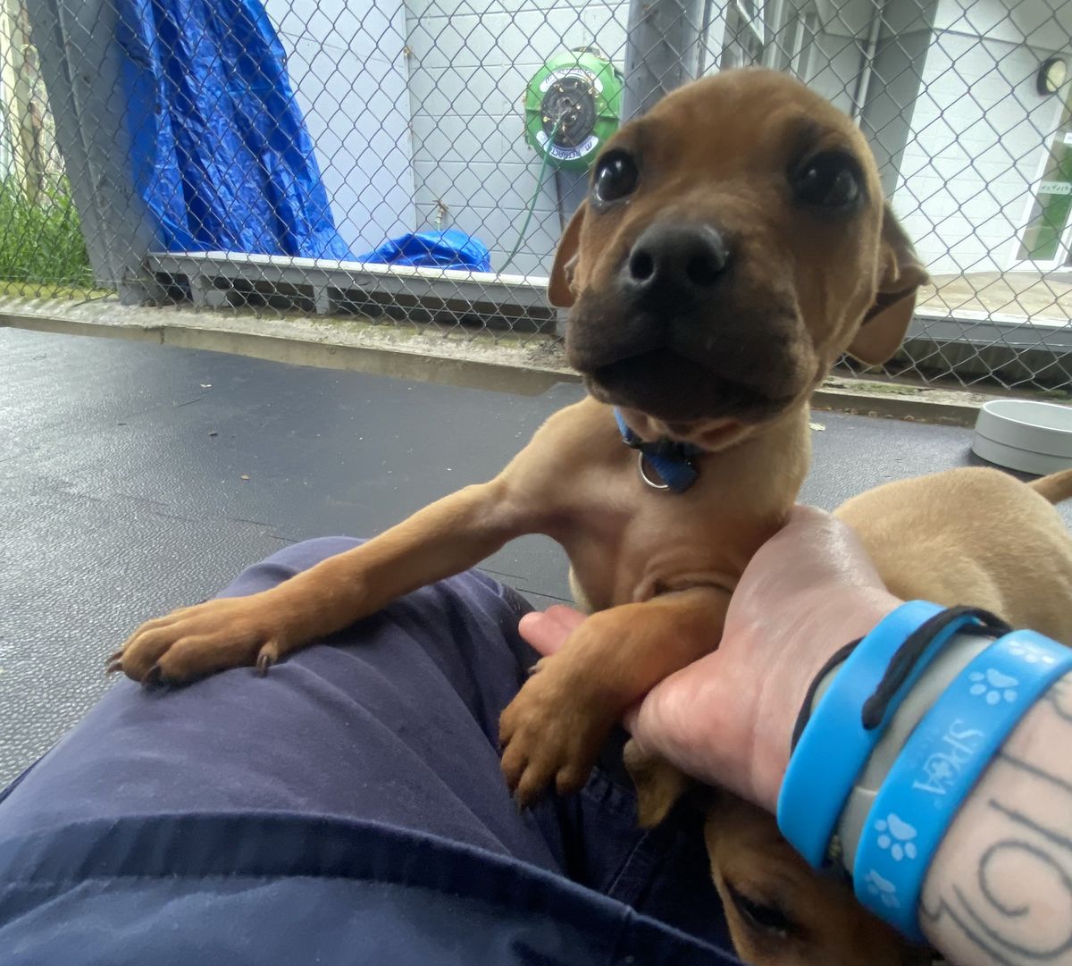 Gallery image: Oliver