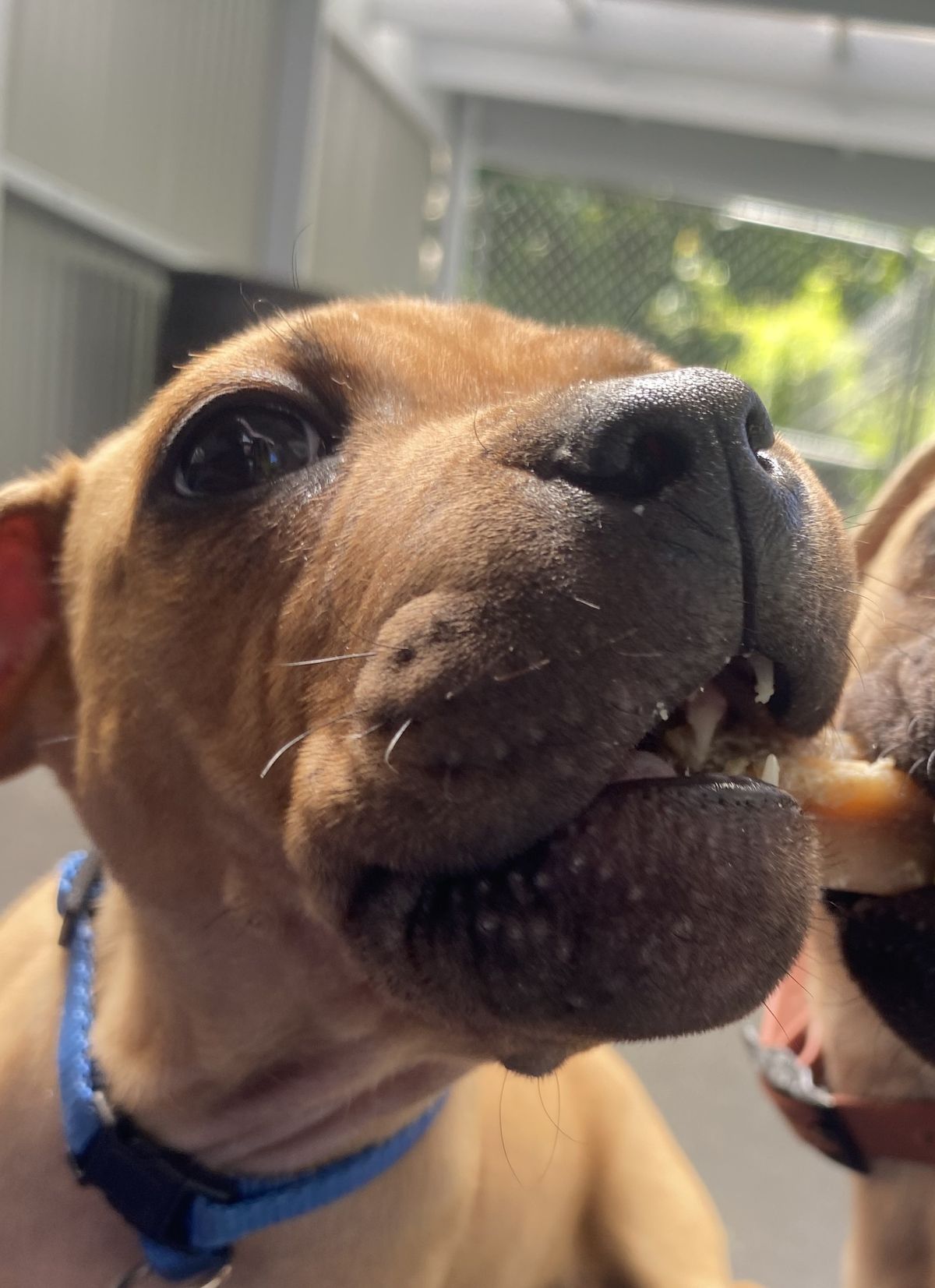 Gallery image: Oliver