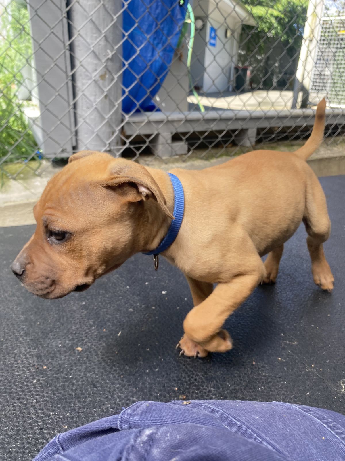 Gallery image: Oliver