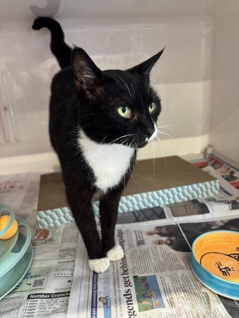 Gallery image: Hinau