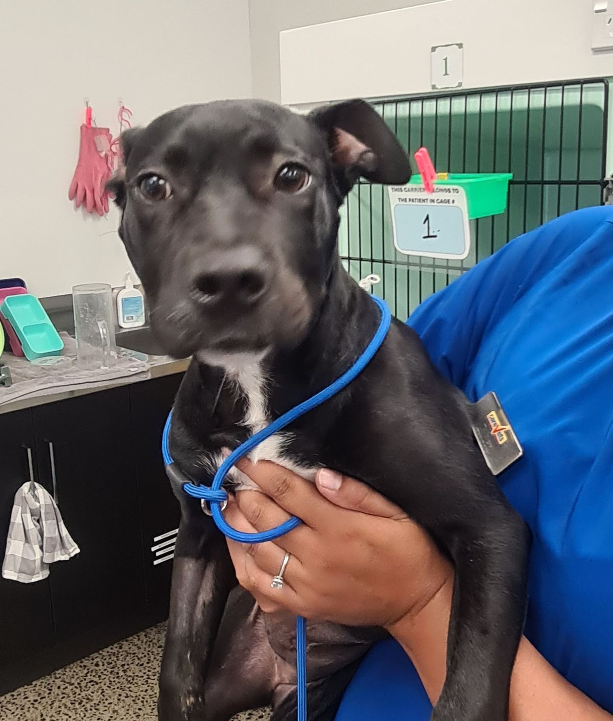 Gallery image: Elara