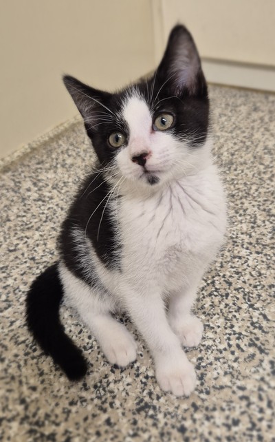 Dean - Domestic Short Hair