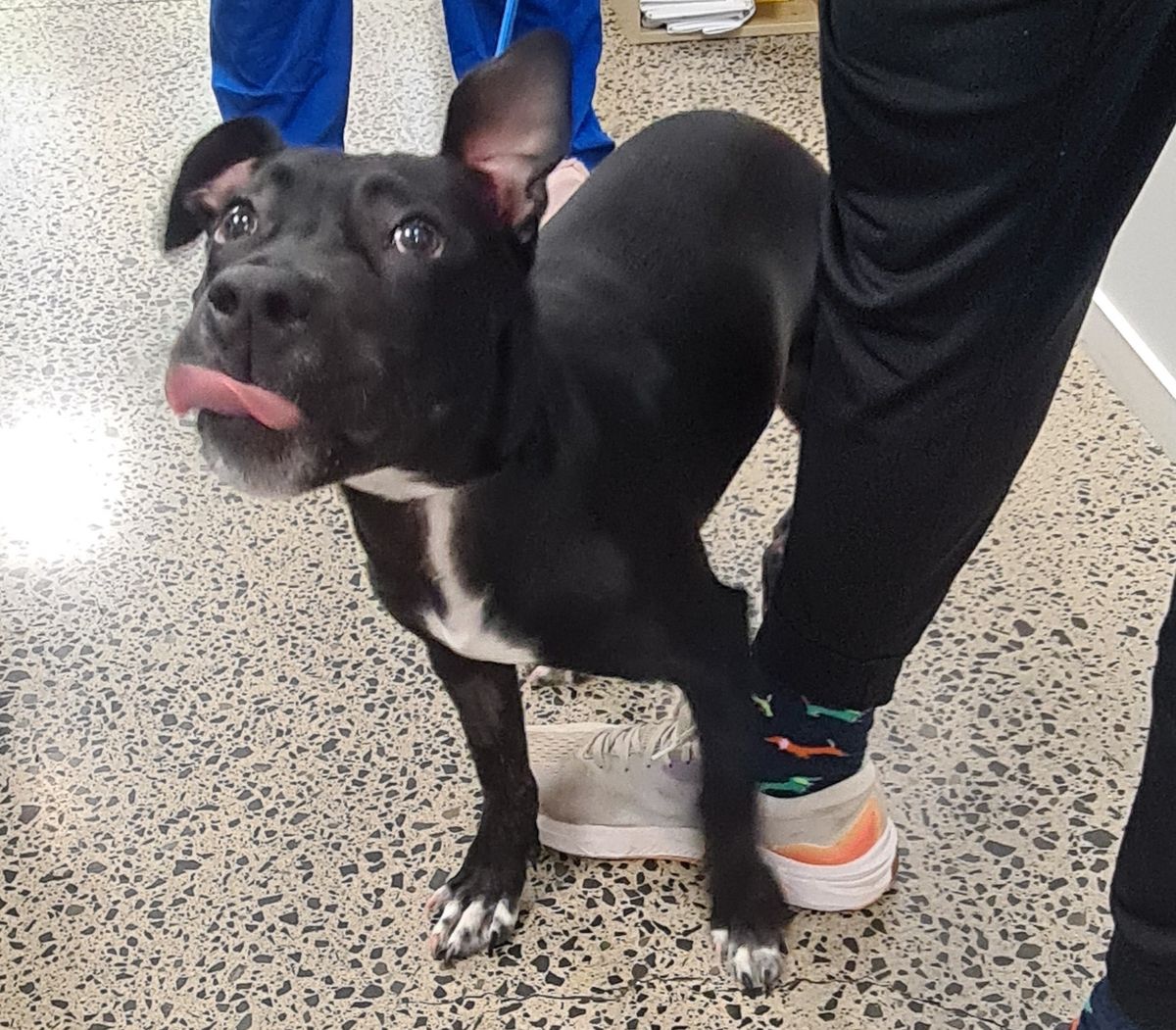 Gallery image: Elara