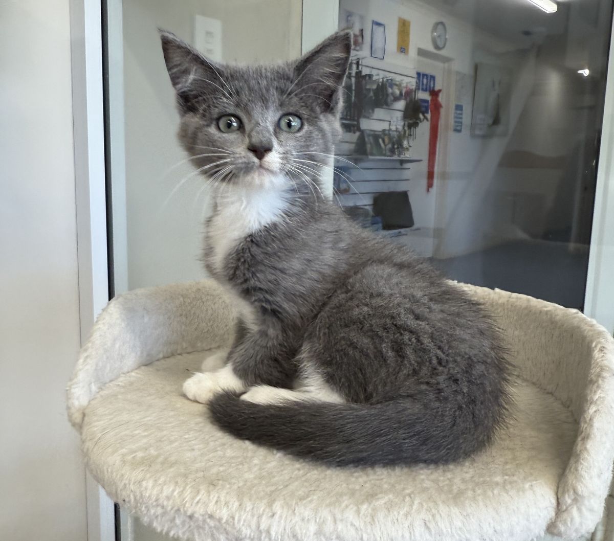 Gallery image: Petal