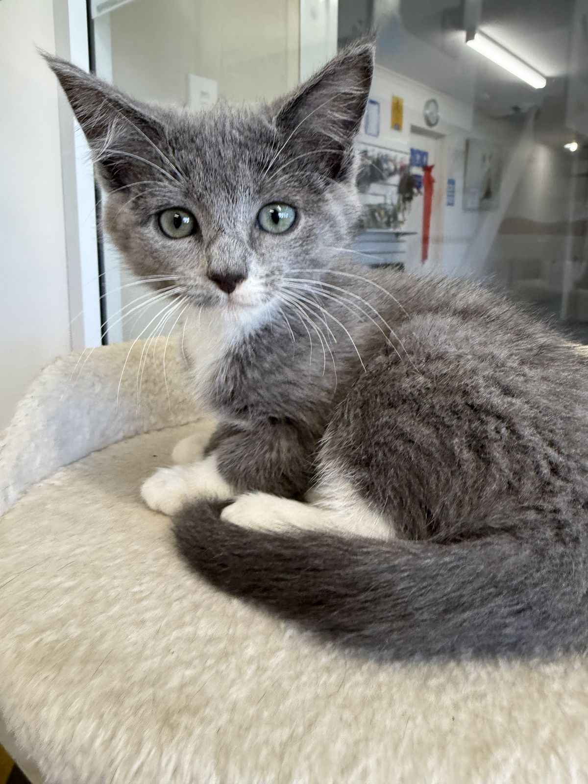 Gallery image: Petal