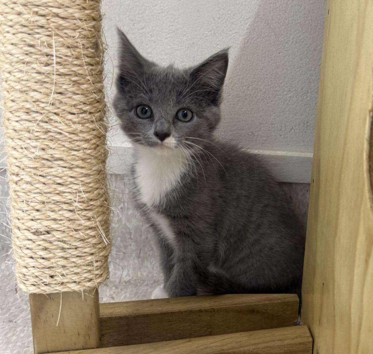 Gallery image: Petal