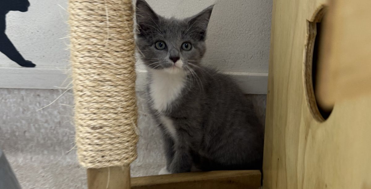 Gallery image: Petal