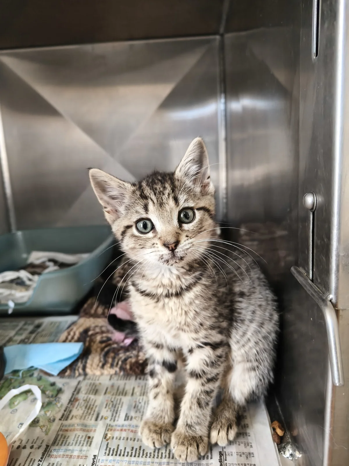 Gallery image: Guava