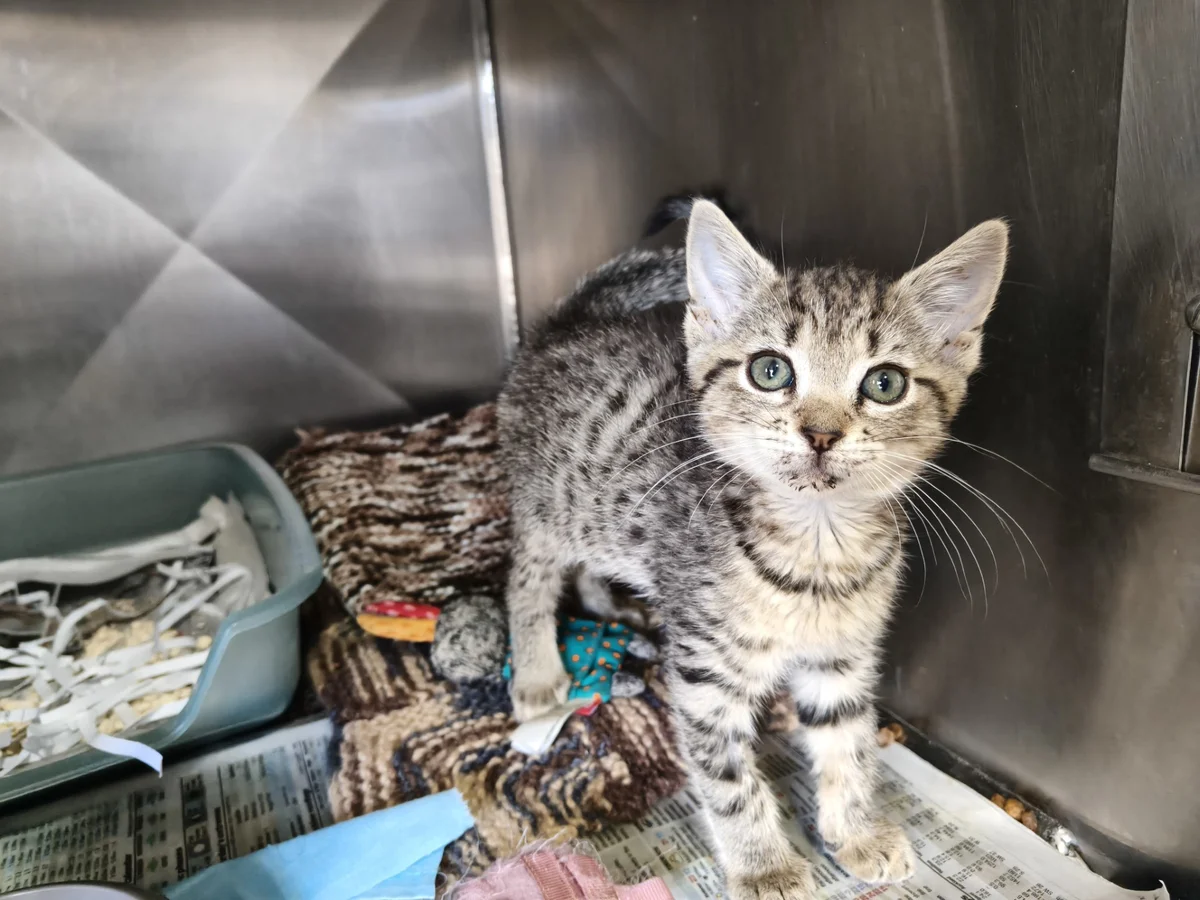 Gallery image: Guava