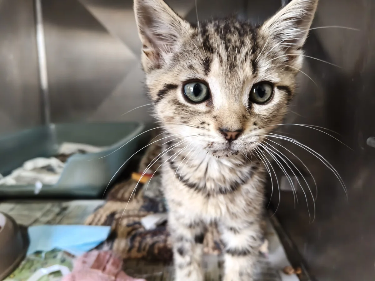 Gallery image: Guava