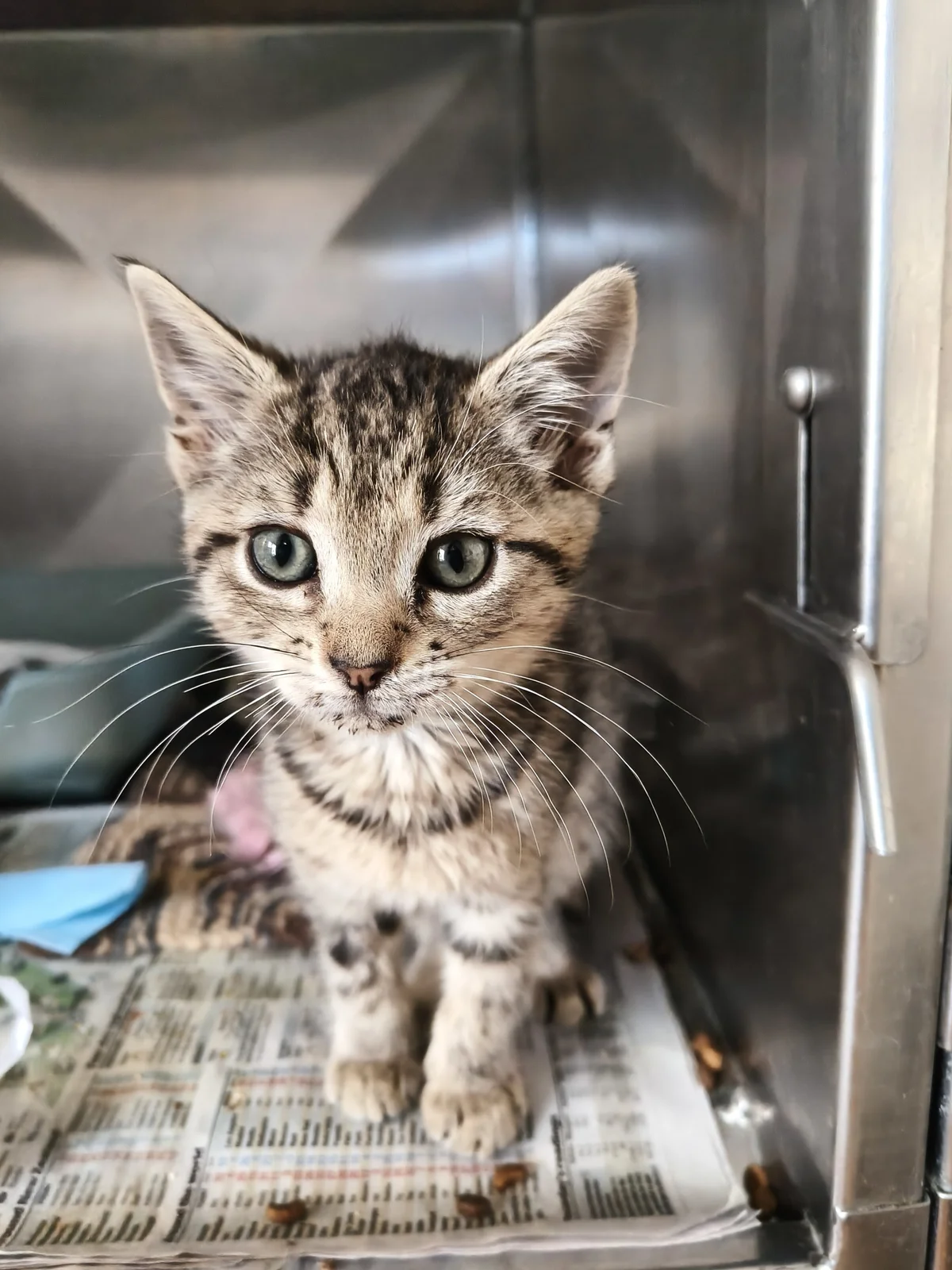 Gallery image: Guava