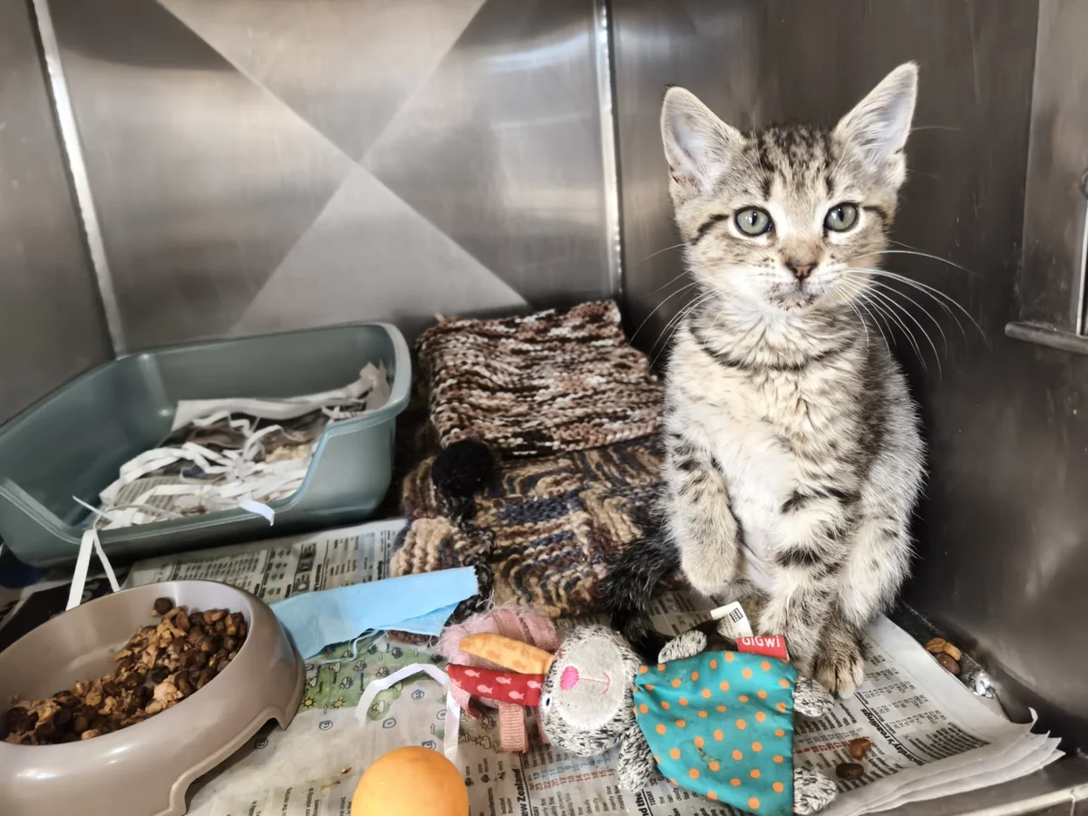 Gallery image: Guava