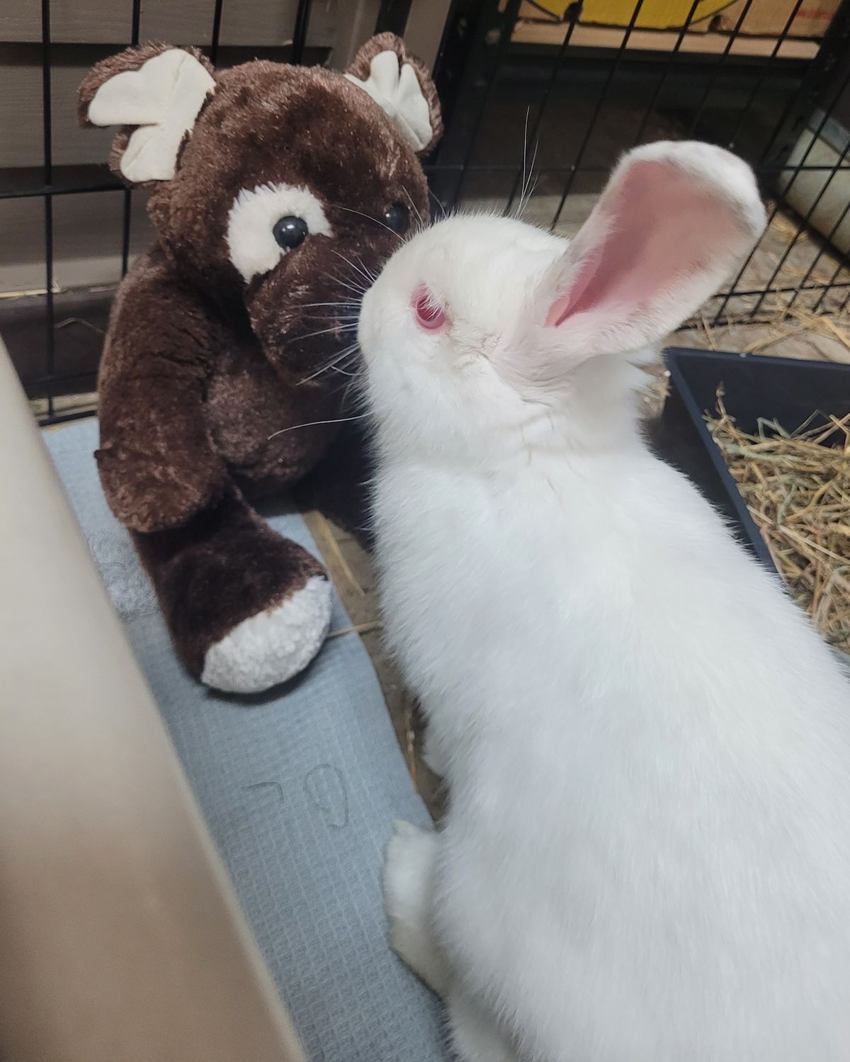 Gallery image: Colby