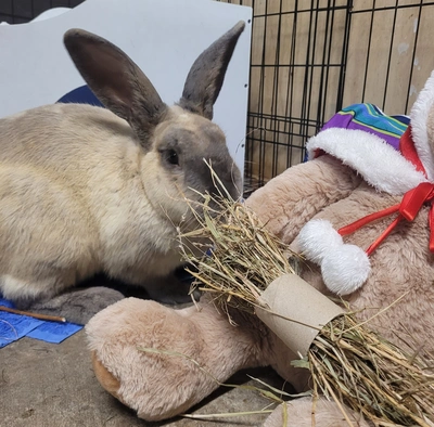 Bravo - Flemish Giant