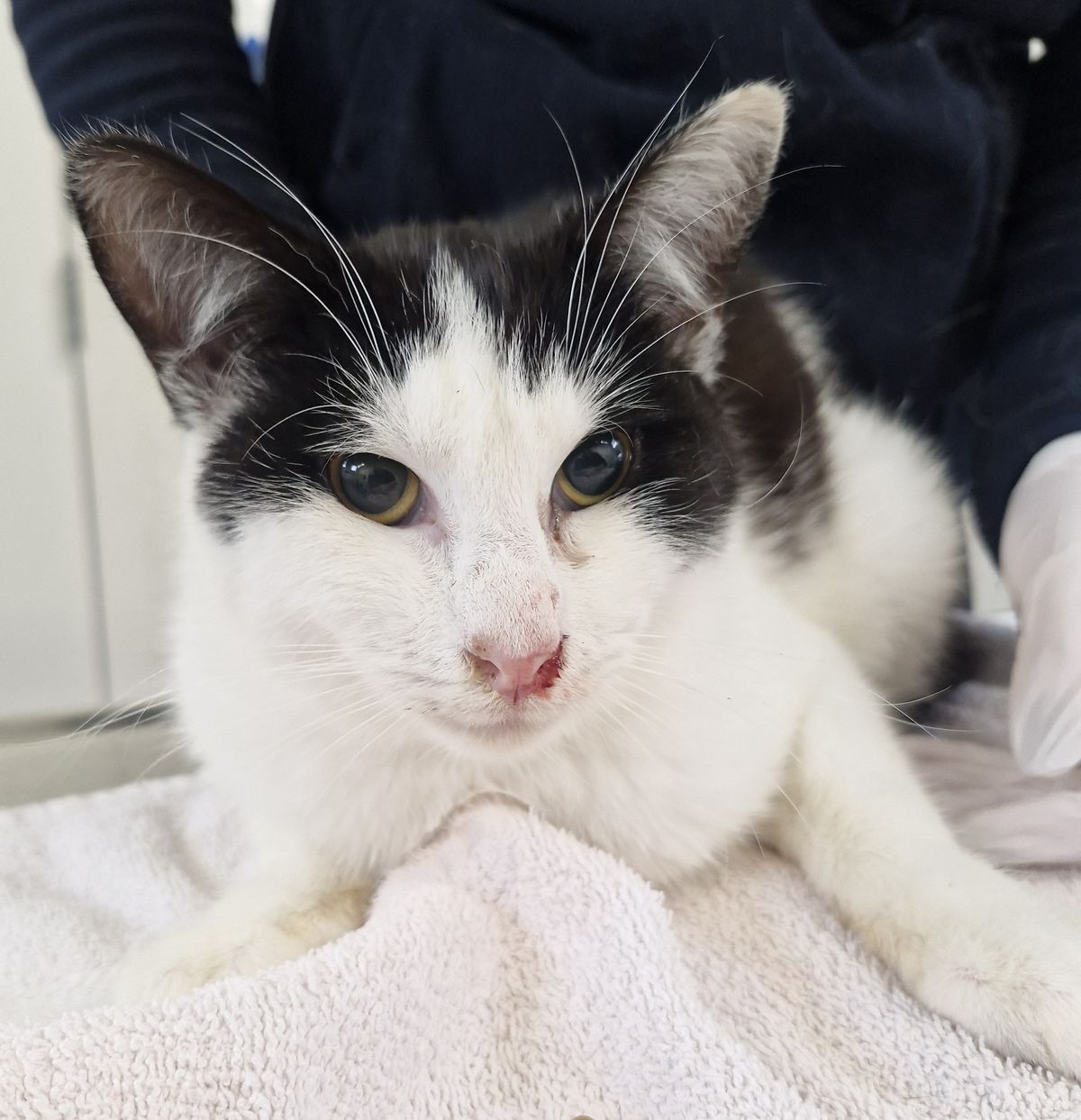 Gallery image: Timmy